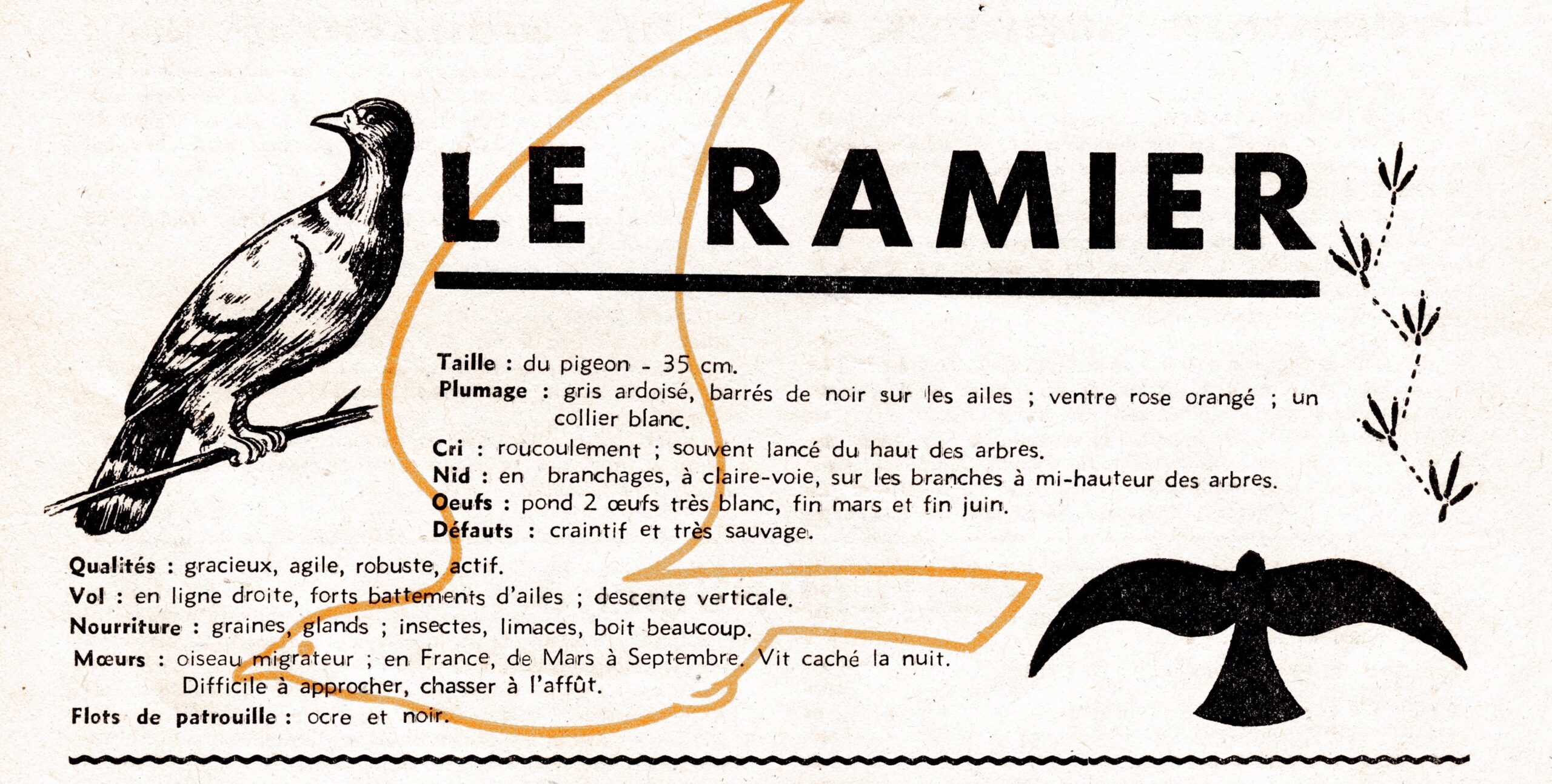 Le ramier : SCOUT 174 de 1942